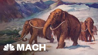 Scientist Tries To Bring The Woolly Mammoth Back From The Dead  Mach  NBC News [upl. by Idoj]