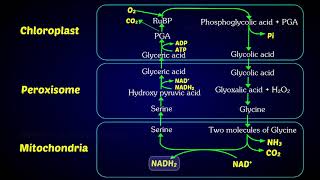 Photorespiration C2 Cycle  Photorespiratory pathway [upl. by Tut799]