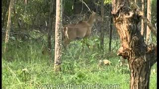 Nilgai in Panna national park Madhya Pradesh [upl. by Aleemaj]