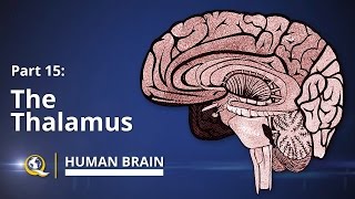 Thalamus  Human Brain Series  Part 15 [upl. by Andeee]