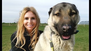 TURKISH KANGAL DOG  WOLF KILLER OR PET [upl. by Marget]